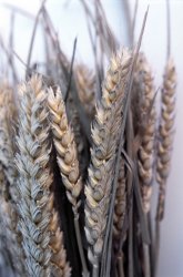 Ears of ripe wheat