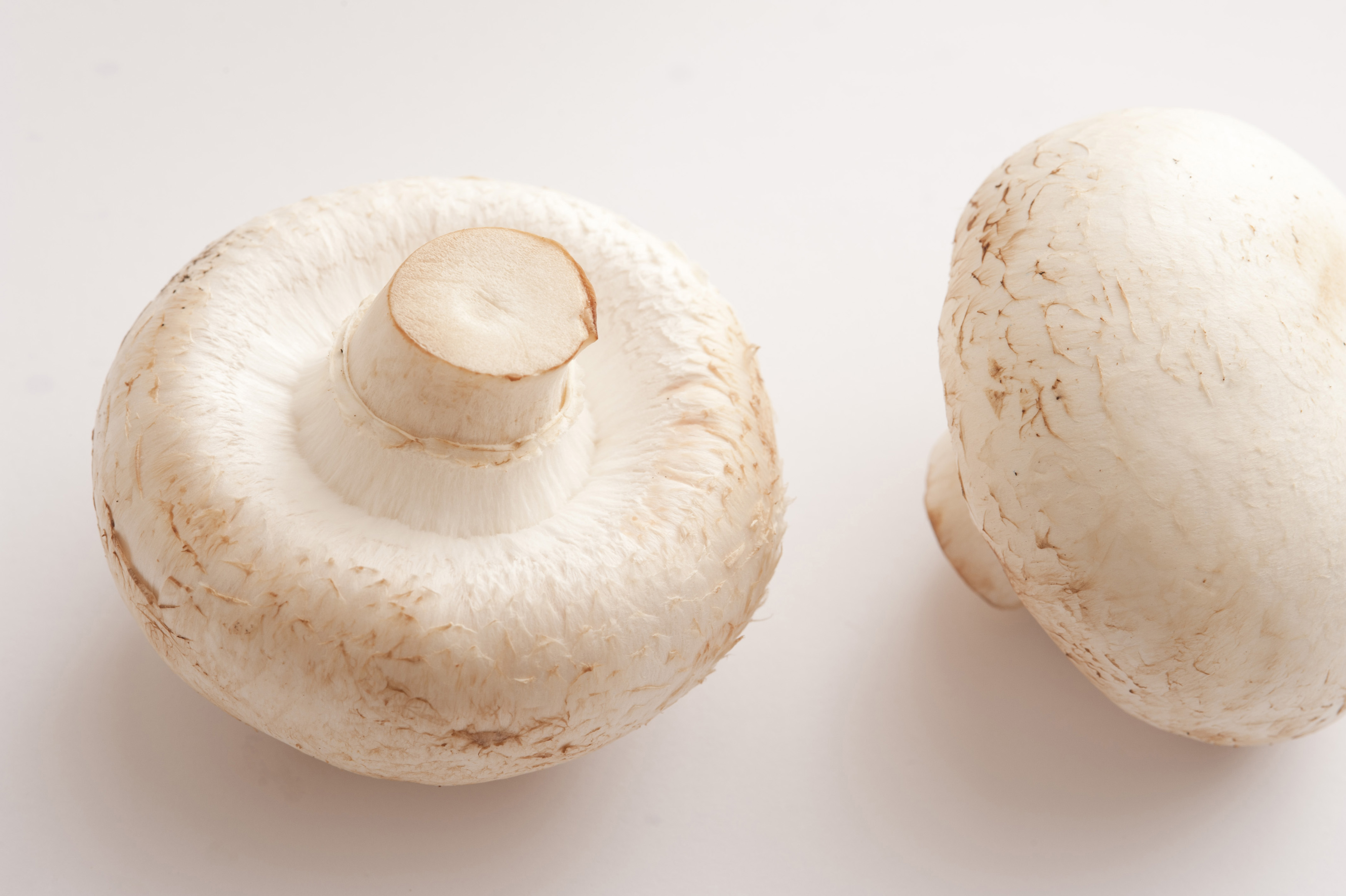 Two isolated white mushrooms Free Stock Image