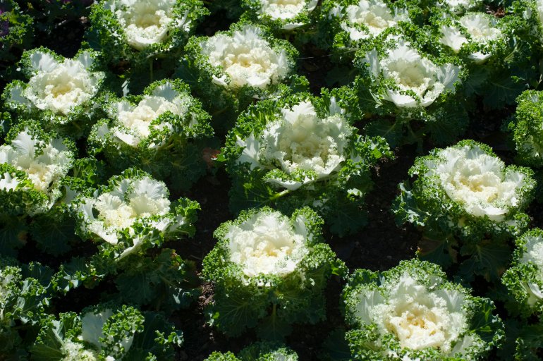 Agricultural crop of dense flowering green cabbages with white centres for a healthy vegetarian diet or as a vegetable accompaniment to meals