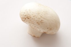 Single fresh whole mushroom