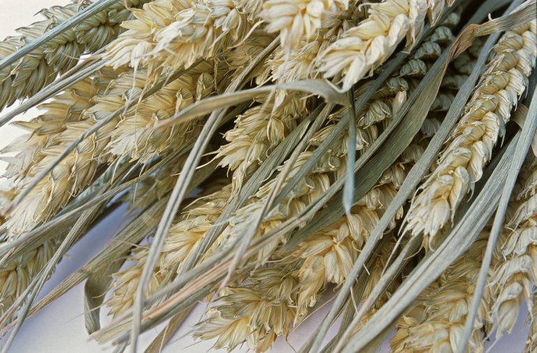Close up of ripe harvested ears of wheat, a staple ingredient in cooking