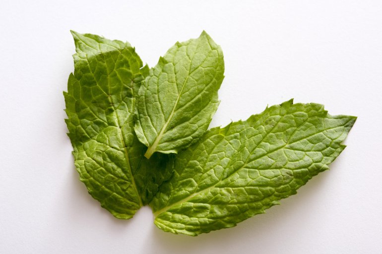 Three fresh green aromatic peppermint leaves Free Stock Image