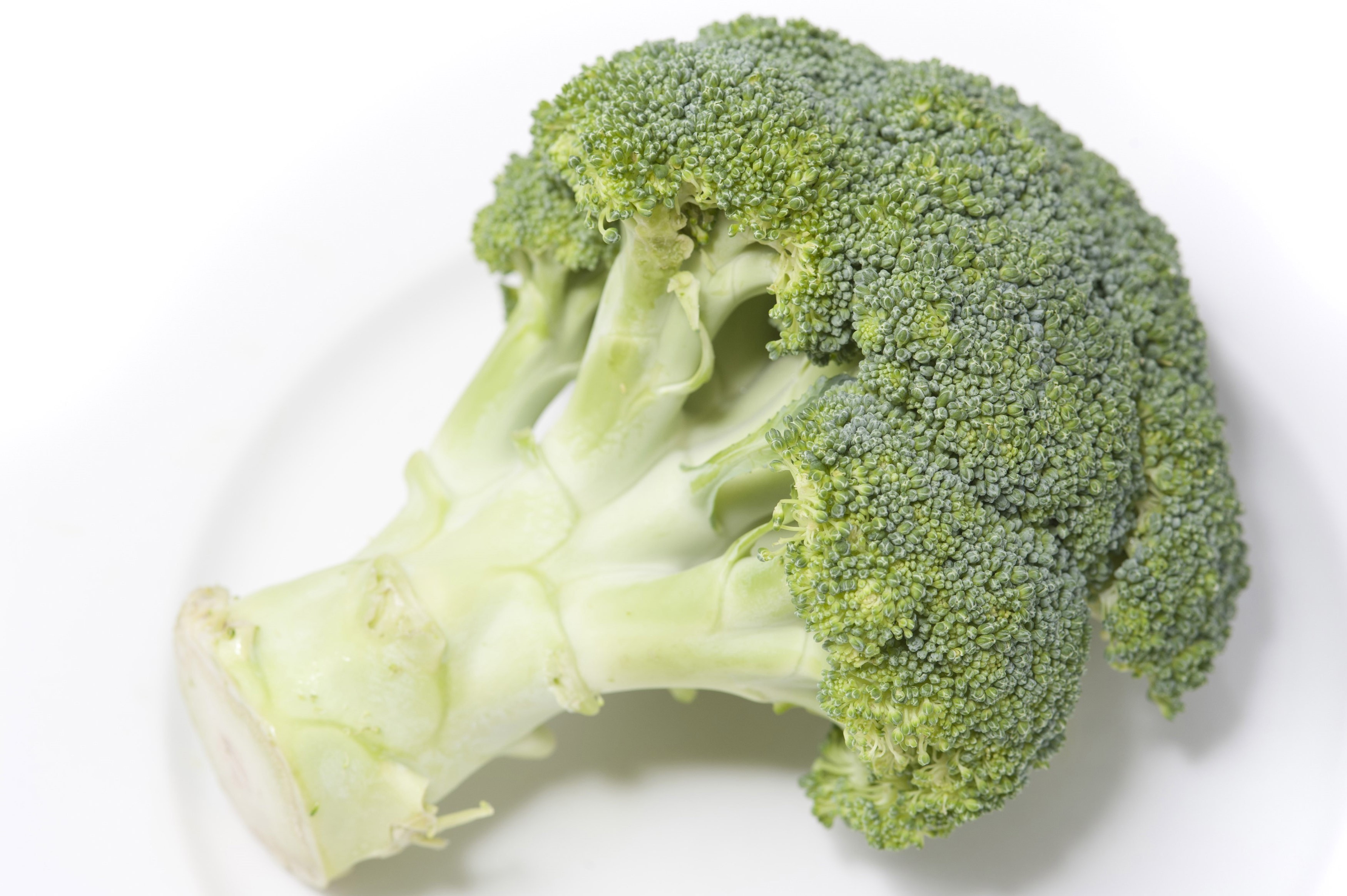 Broccoli Definition Short at James Barth blog