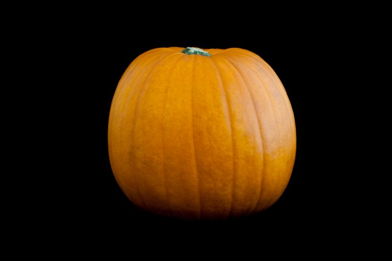 Fresh whole seasonal autumn or fall pumpkin on a dark studio background