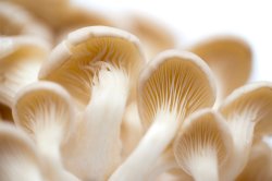 Fresh white oyster mushrooms