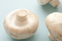 Two fresh raw Agaricus bisporus mushrooms