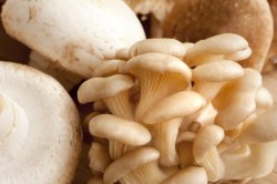 Fresh shimeji and agaricus bisporus mushrooms
